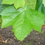 Platanus acerifolia